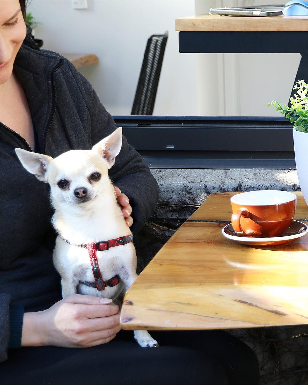 A dog sits on its owners lap looking happy at Rosanna's, one of Auckland's best dog-friendly restaurants.