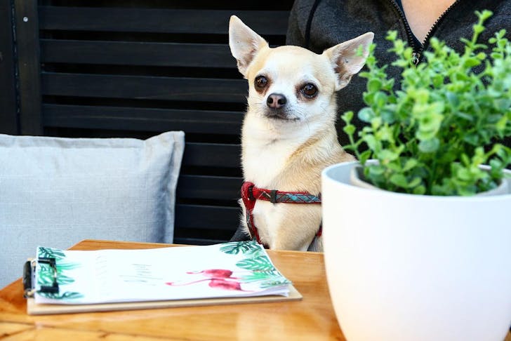 A dog sits on its owners lap at Rosanna's Garden Bar.