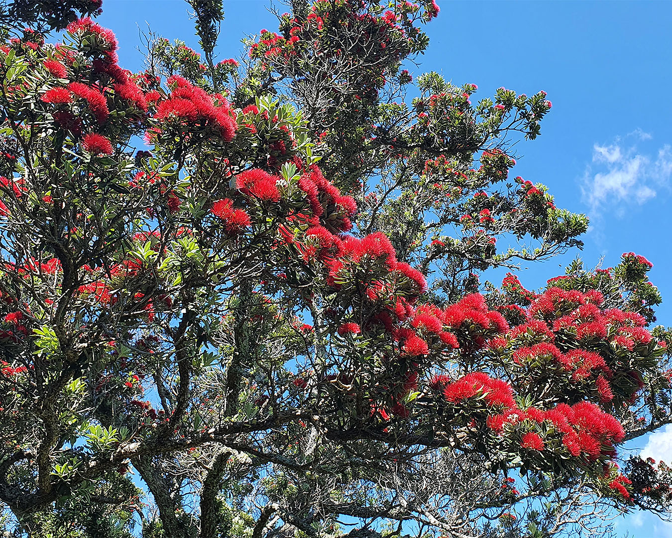 A close up of bright red pohutukawa flowers on a tree on Rotoroa Island. 