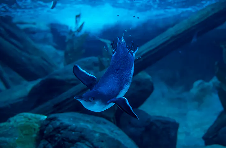 a penguin diving