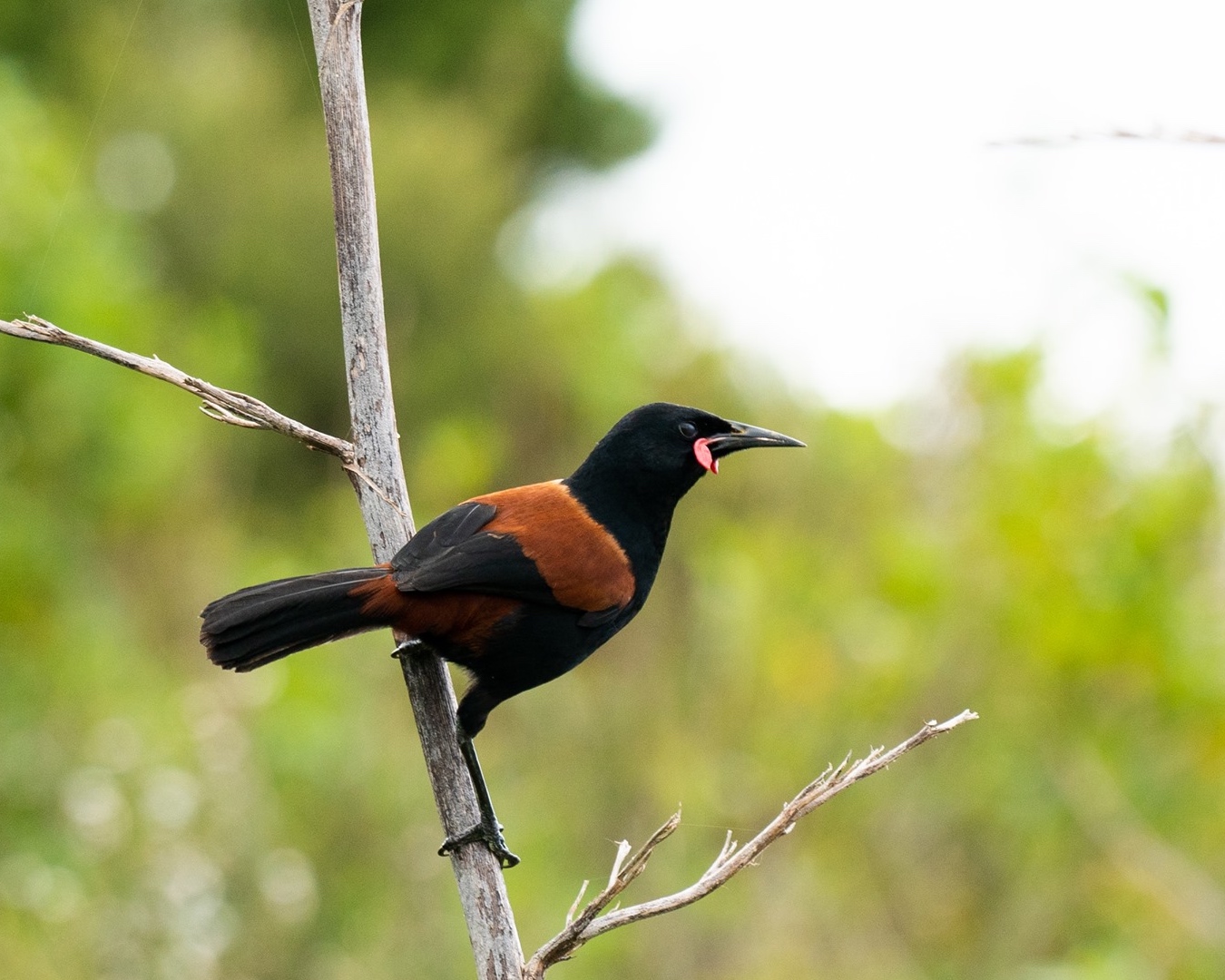 A black bird with an orange, saddle-shaped marking on its back, perched on a branch. 