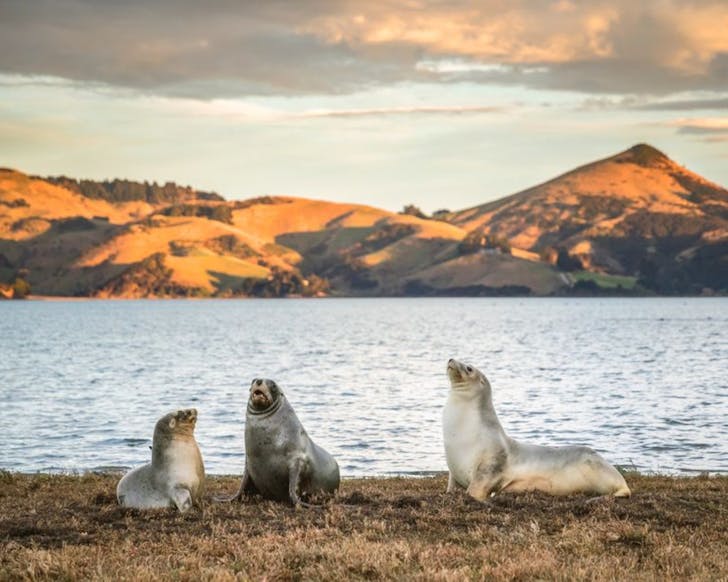 Sea lions on the shore in Dunedin. 