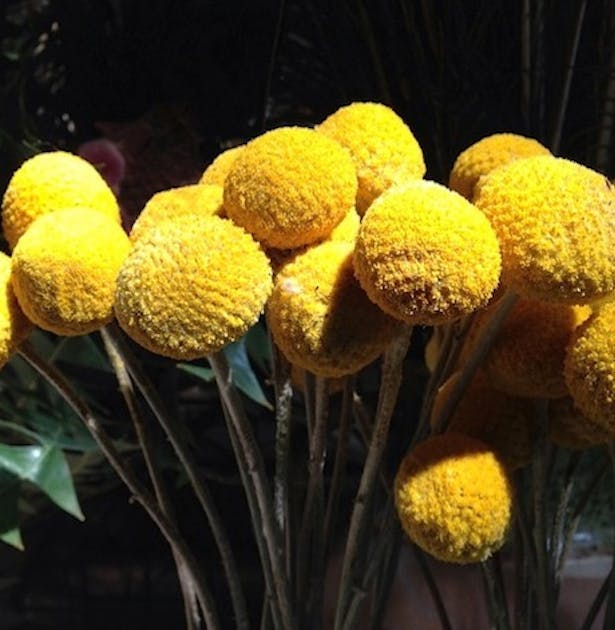 Seasonal Concepts Urban List URBAN LIST SYDNEY