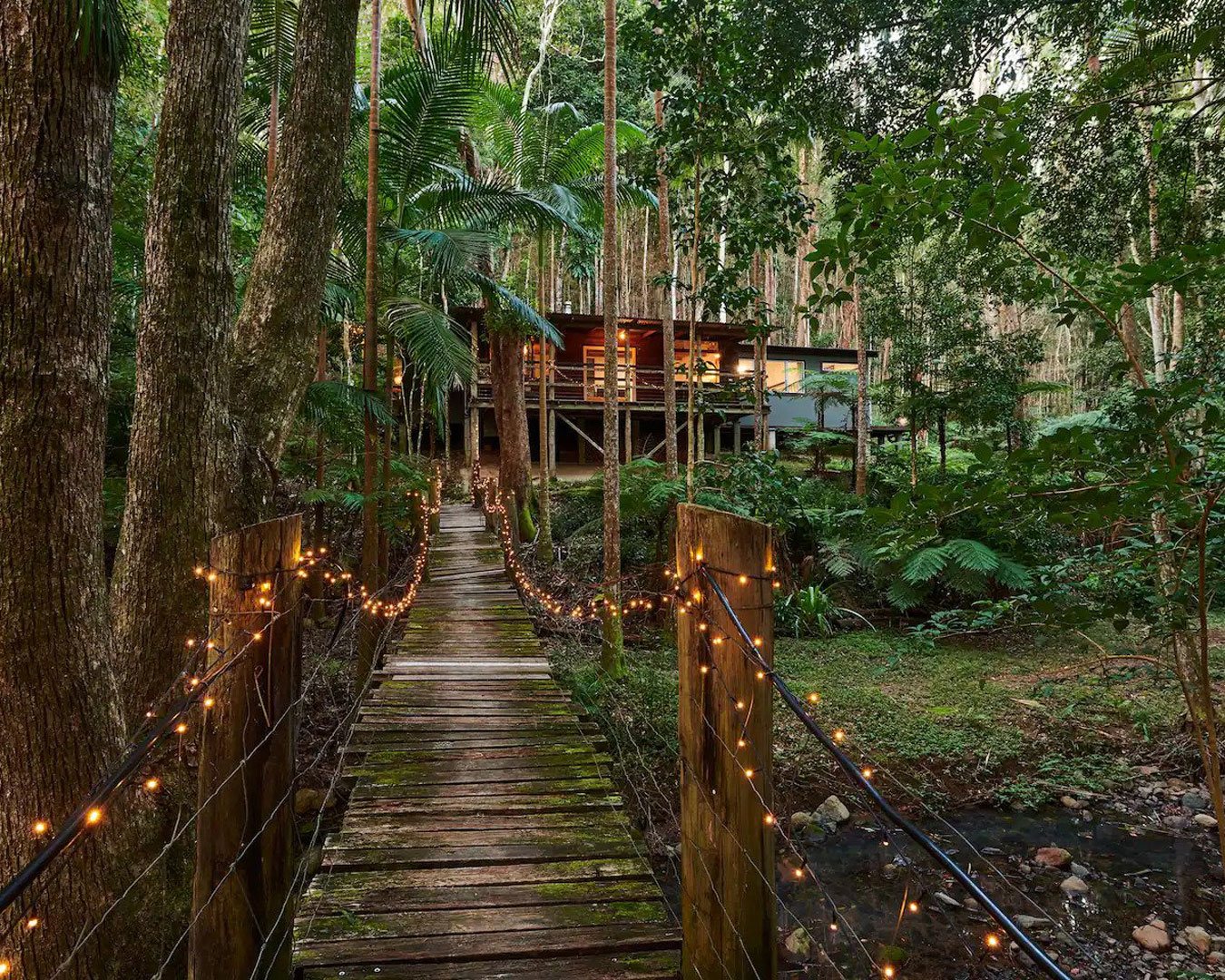 fairy light-lit bridge in rainforest