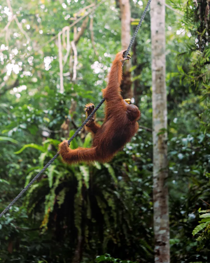 A semi-wild orangutan in the forest at Semenggoh Wildlife Centre. 