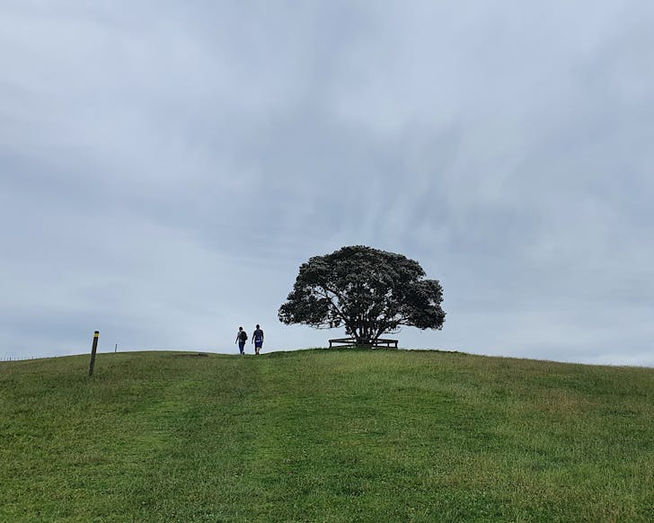 Two people walk beside a pohutukawa tree in Shakespear Regional Park. 