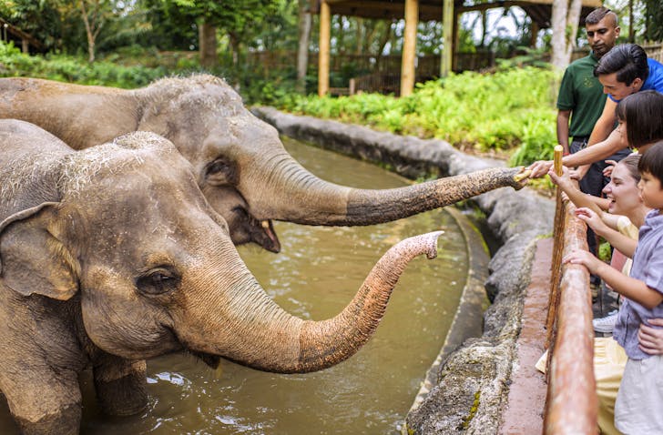 Feeding elephants at Singapore Zoo