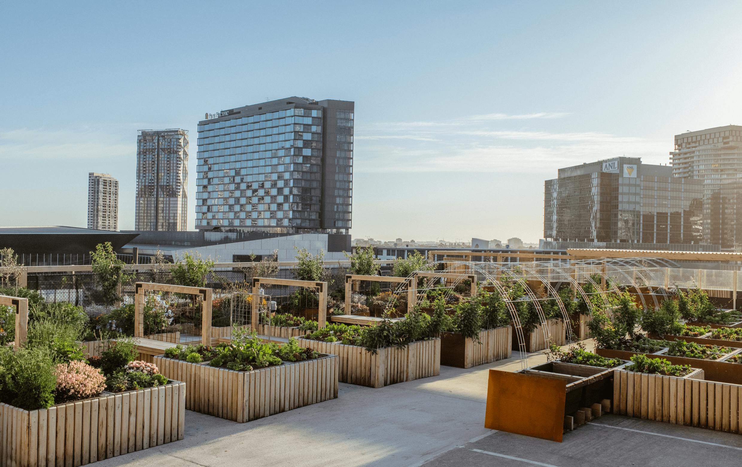 A rooftop garden with various boxes of plants and flowers, large city buildings in the background. 