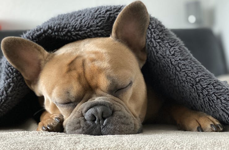 A sleeping French Bulldog looks adorable under a blanket.