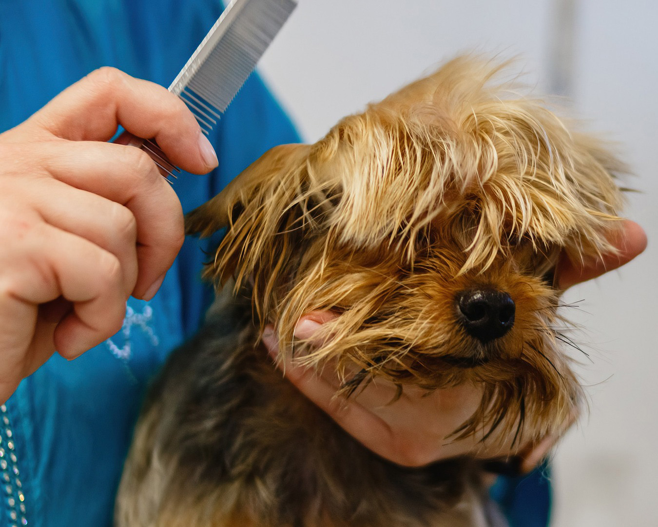 A terrier dog getting their face hair styled at the grooming salon