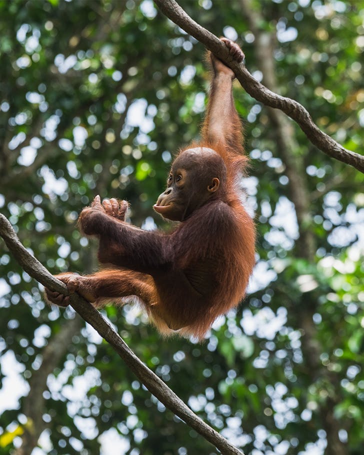 Solo Travel Singapore Zoo