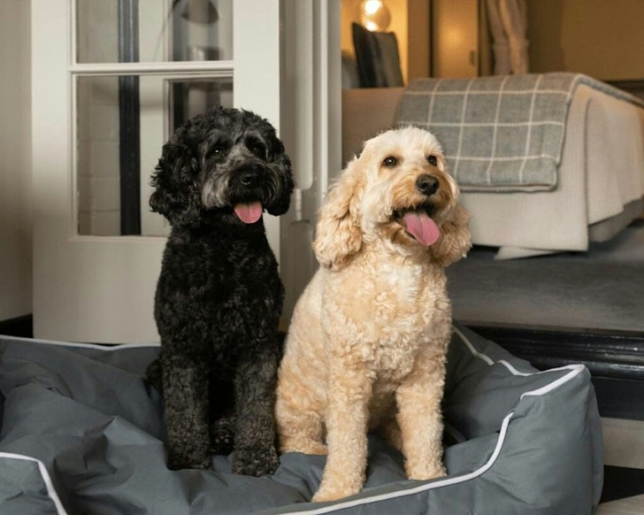 Two dogs at Spicers Retreat Balfour pet-friendly hotel Brisbane