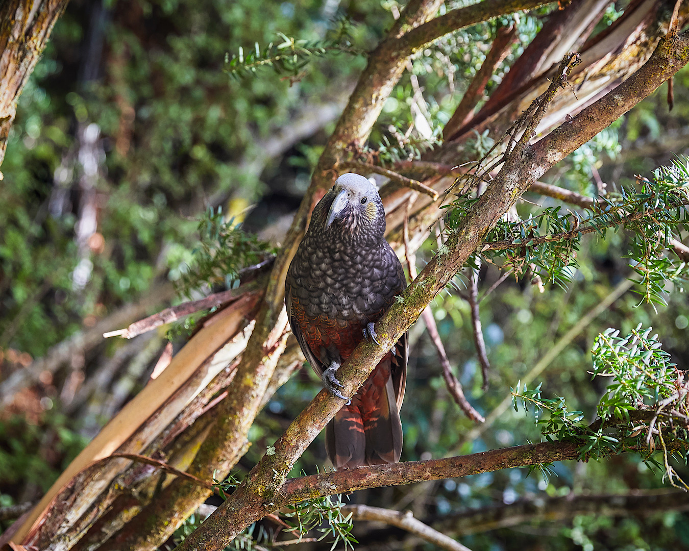 An inquisitive-looking kea innocently plotting to steal snacks from Great Walk hikers. 