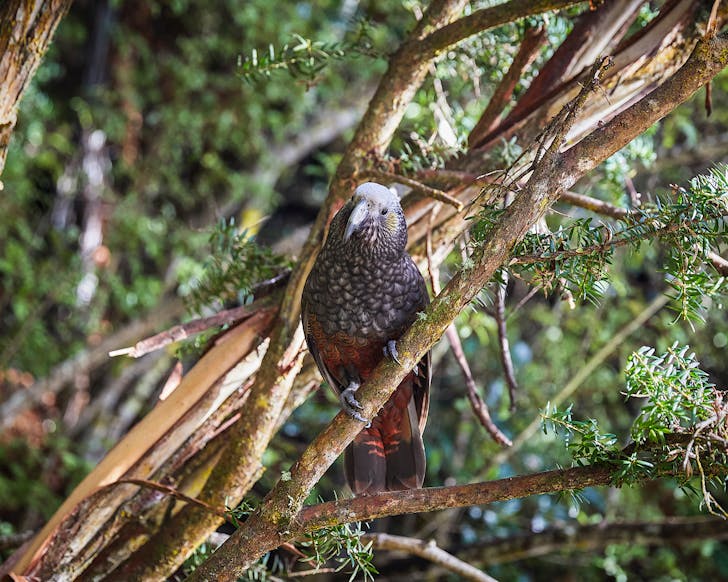 An inquisitive-looking kea innocently plotting to steal snacks from Great Walk hikers. 