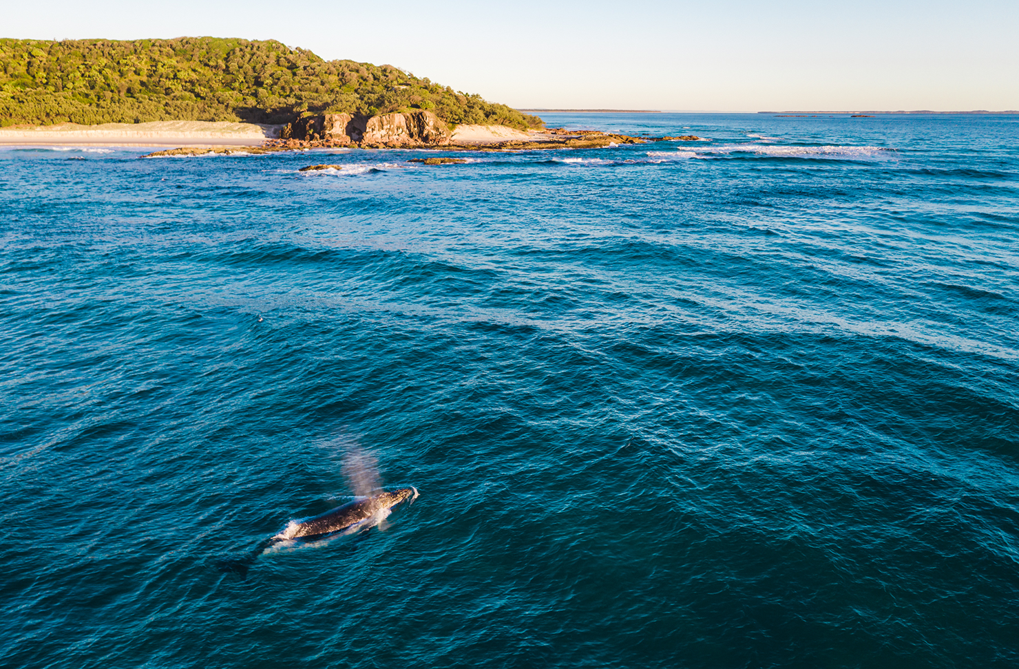 snorkel tours stradbroke island