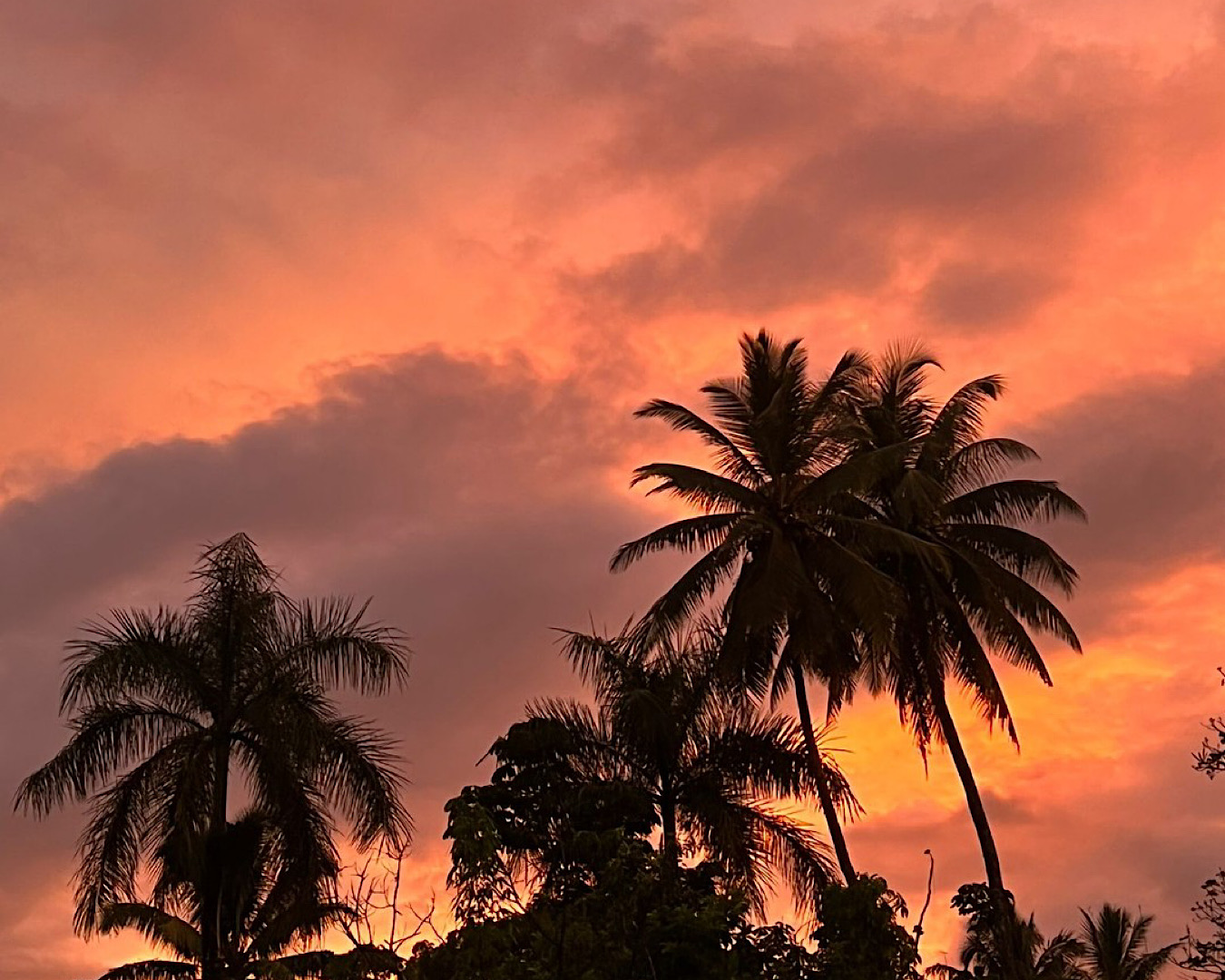 Palm tree silhouettes stand against a burning orange sunset sky. 