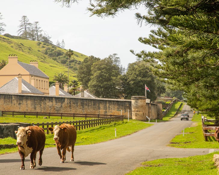 Cows Norfolk Island