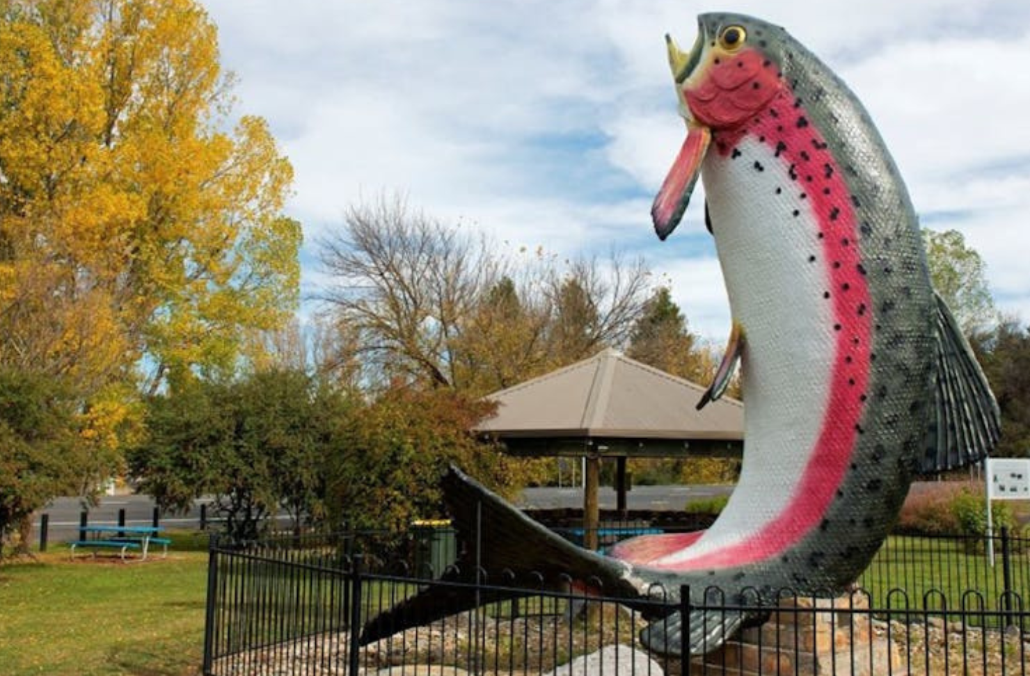 fish in park