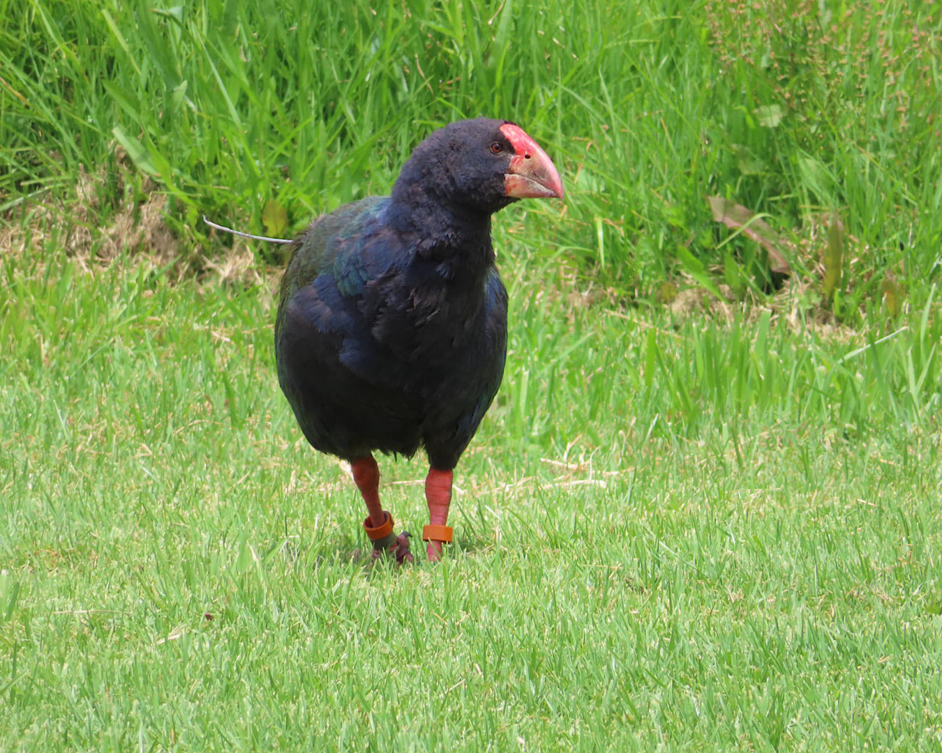 A takahē on Motutapu Island, volunteering here is one of the best things to do in Auckland.  