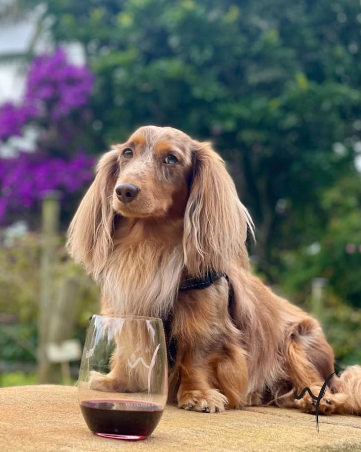 witches falls winery