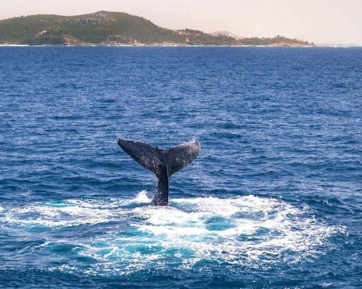 whale watching at tangalooma