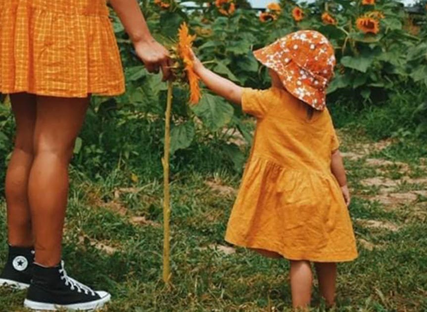 The Best Sunflower Farms In New Zealand URBAN LIST NEW ZEALAND