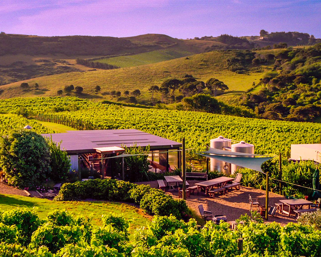 A view over Te Motu Vineyard, one of the best wineries in Waiheke.