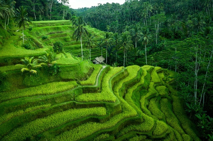 Cascading rice field Ubud, Bali