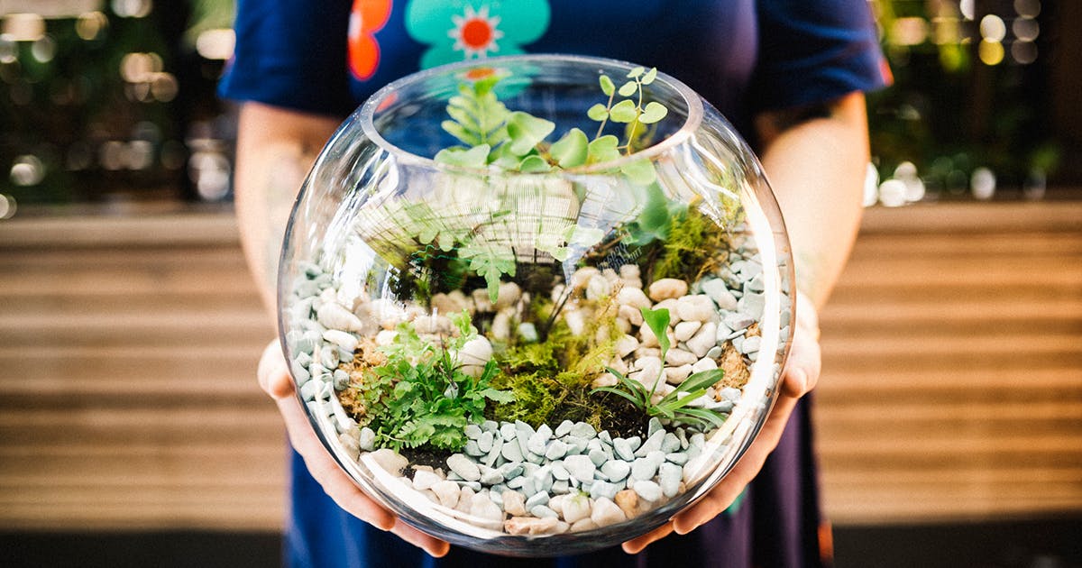 The Lazy Person's Guide To DIY Terrariums URBAN LIST GOLD COAST