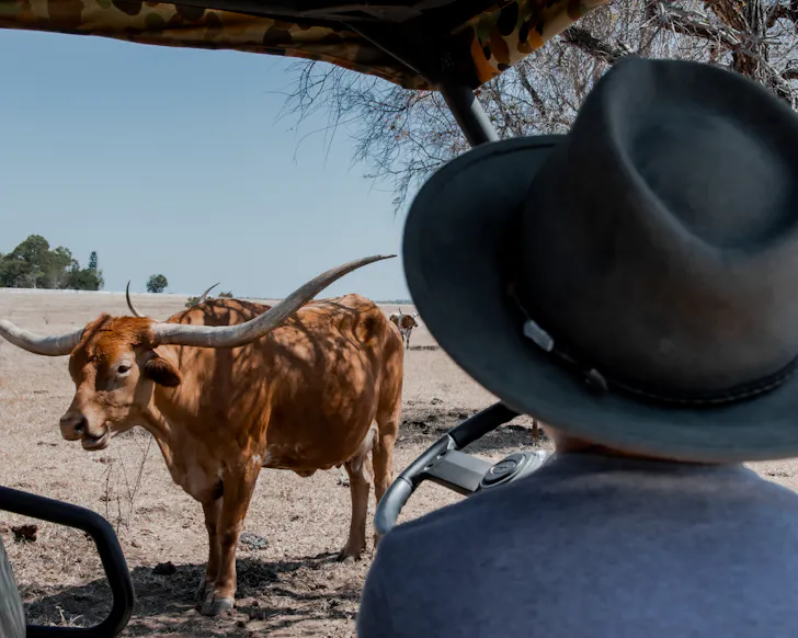 Texan Longhorn Cows