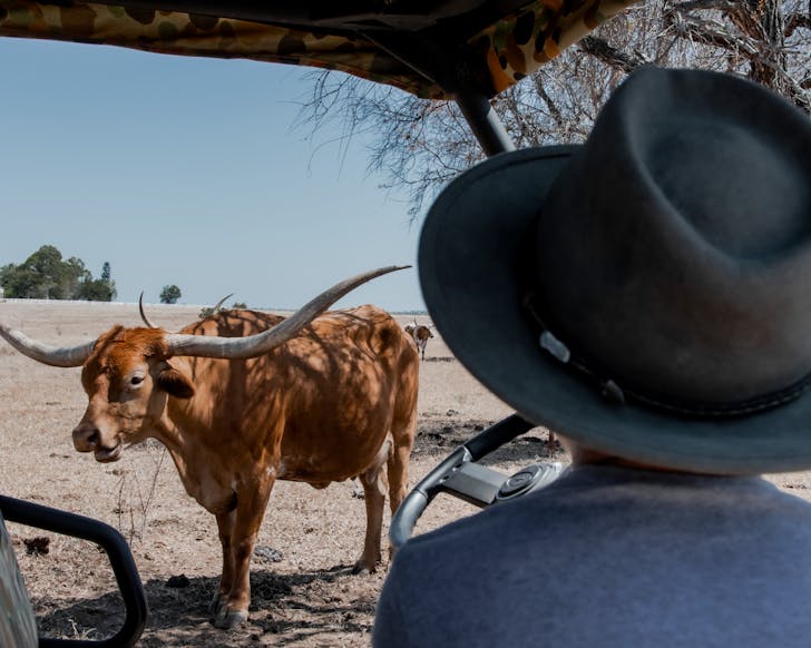 A Texas Longhorn Cow seen from a safari on a tour in Townsville.