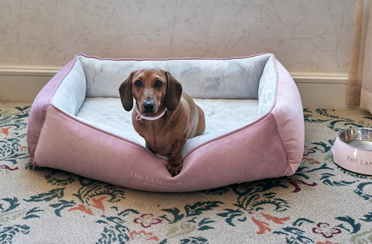 A dachshund sits in a pink dog bed in a pet friendly hotel in Melbourne.