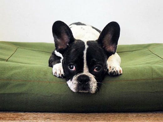 8 Places To Buy Designer Dog Accessories Online Urban List Nz