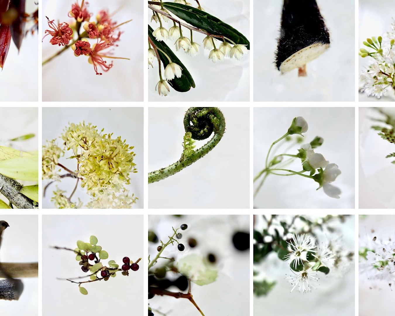 A compilation of different nature photos with a distinct Aotearoa flavour. 