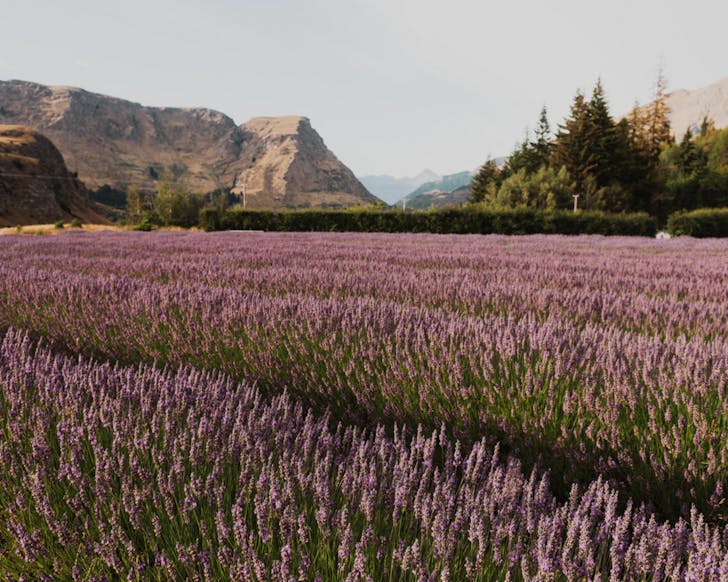 Rows of lavender against a backdrop of rocky hills and blue skies.