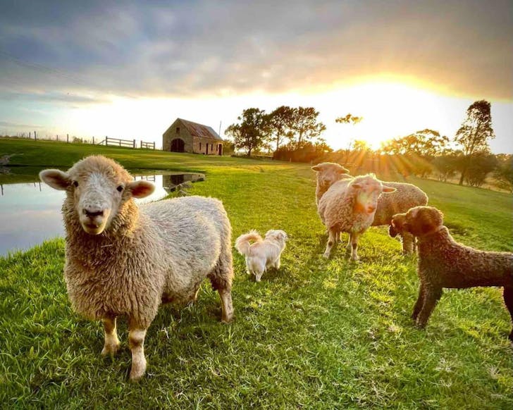 The friendly sheep at The Cottage at Berry House