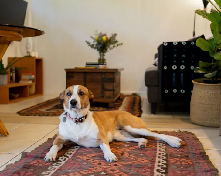 A dog at The Lamu Suite one of the best pet-friendly Airbnbs Brisbane