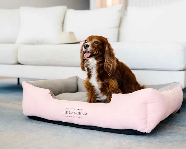A dog at The Langham Gold Coast one of the best pet-friendly stays
