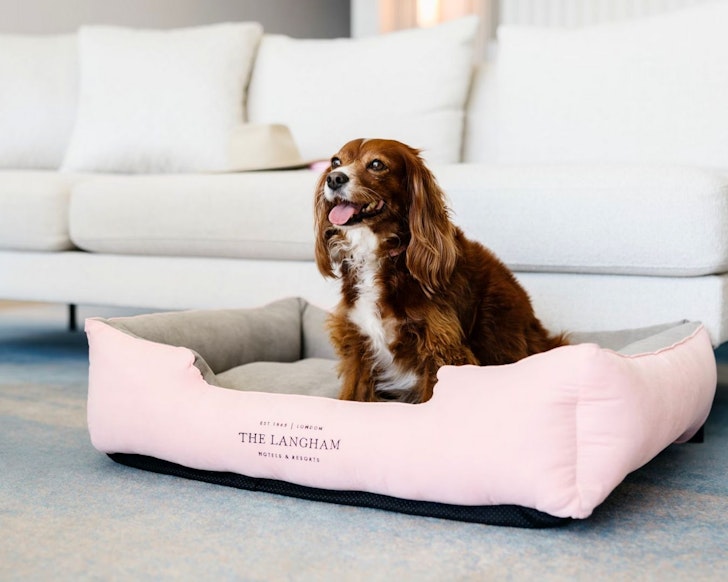 A dog at The Langham Gold Coast one of the best pet-friendly stays