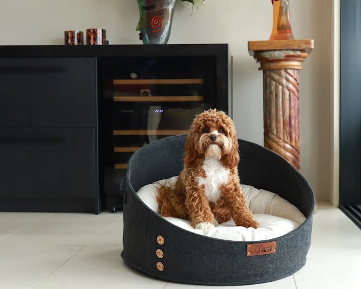 A hilarious puppy stares into our souls from the comfort of a Pod Bed - one of the best dog accessories to kit your pup out with. 