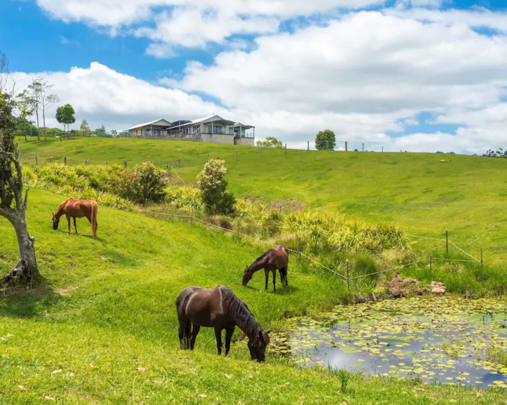 Horses graze at The Space Between best Sunshine Coast Airbnbs