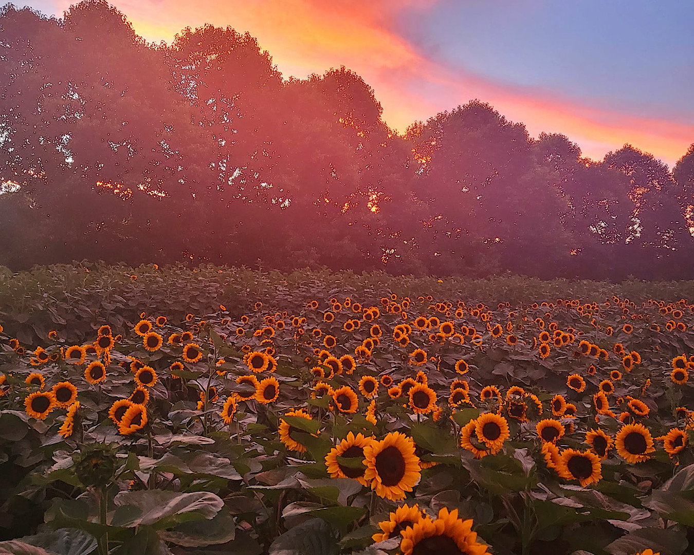 The Best Sunflower Farms In New Zealand URBAN LIST NEW ZEALAND