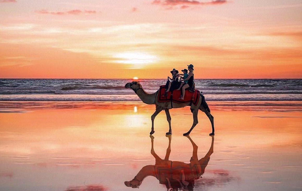 A camel walks along the beach at sunset