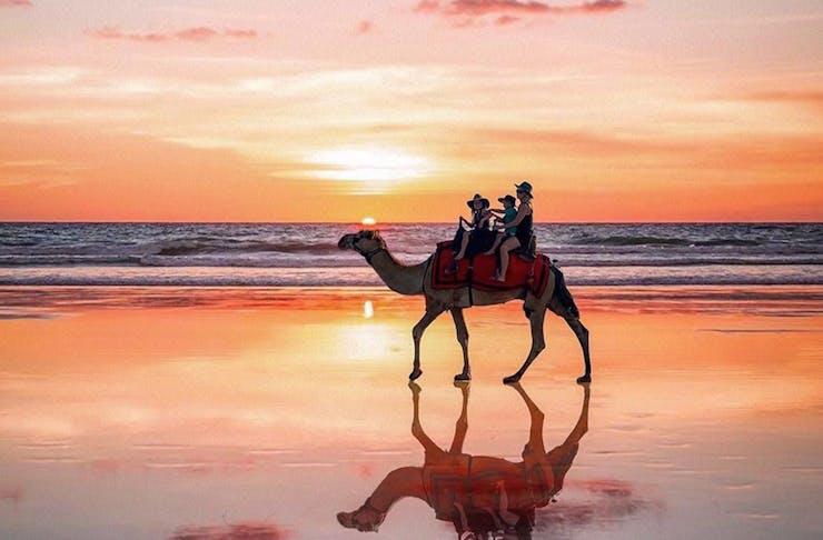A camel walks along the beach at sunset