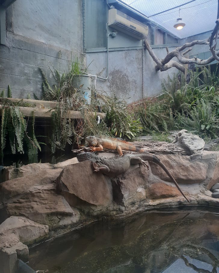 Ti Point Reptile Park 