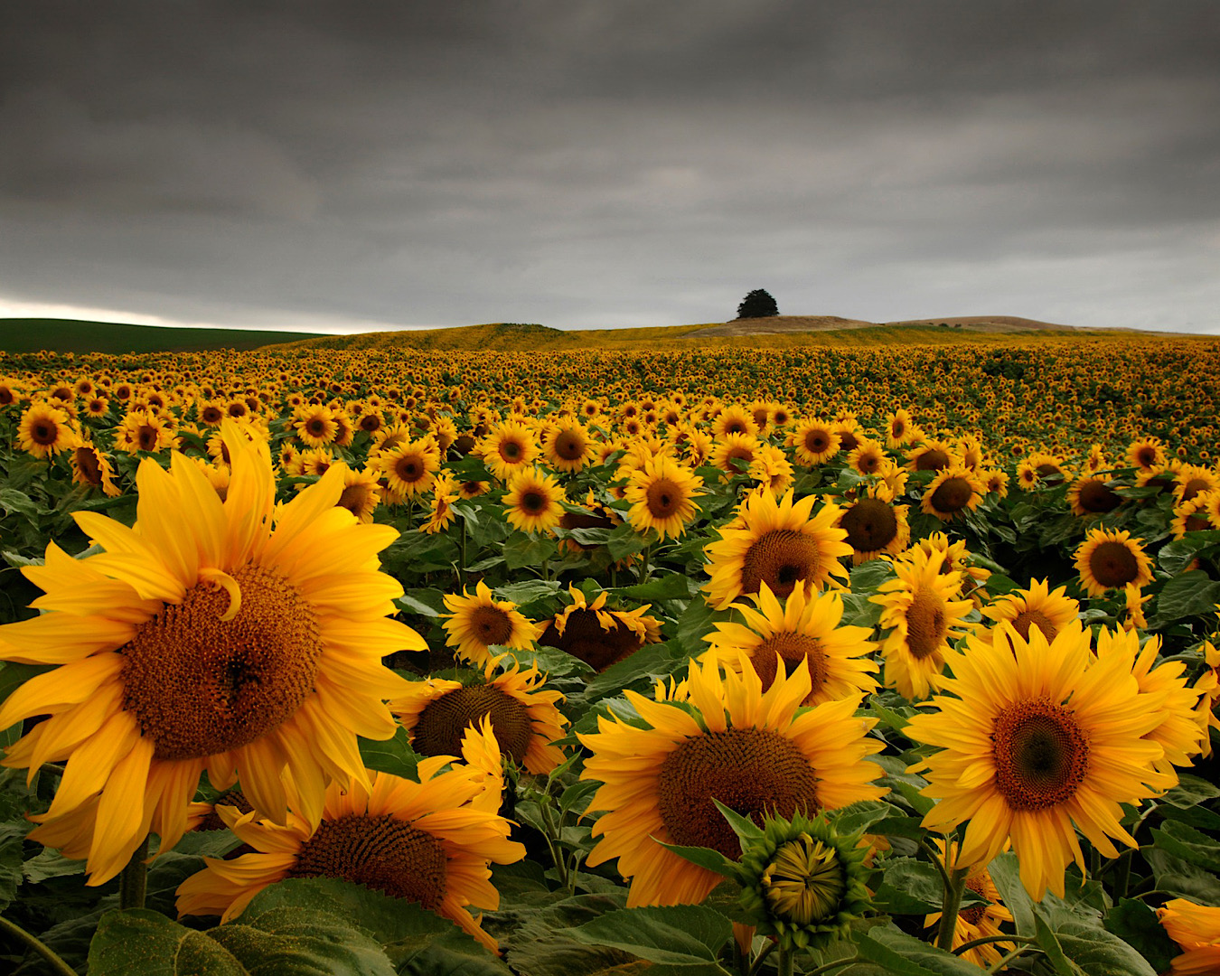 Sunflower Trip Cheeky – PSD New Zealand