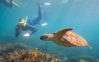 Person snorkelling with turtle
