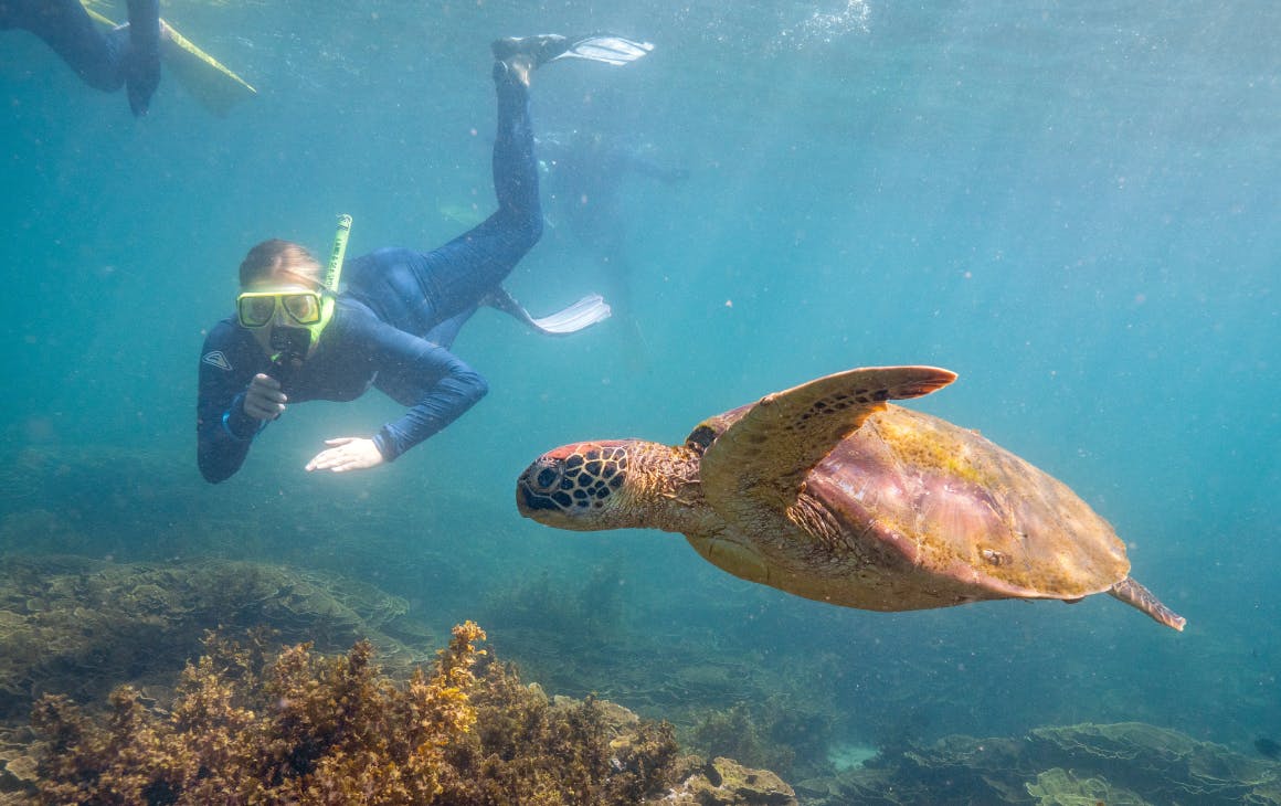 Person snorkelling with turtle