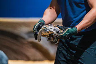 Hawksbill turtle hatchlings at Singapore Oceanarium