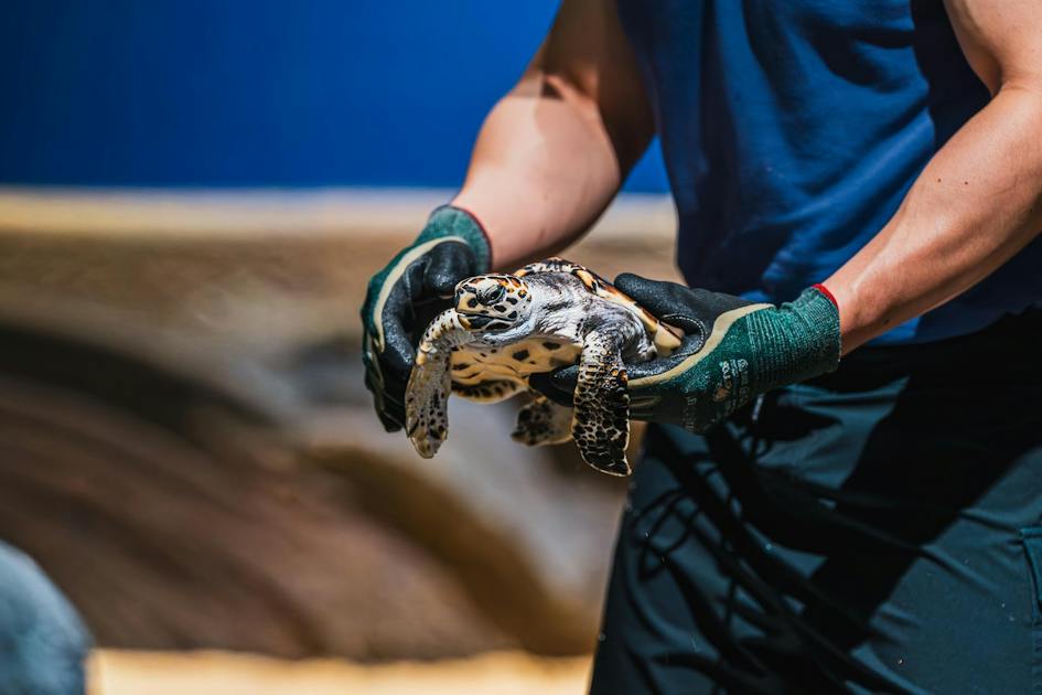 Singapore Oceanarium Welcomes Eight Endangered Hawksbill Turtle ...